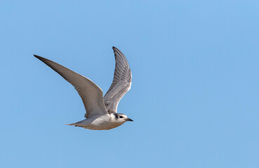 Whiskered Tern, Chlidonias hybrida