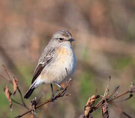 Siberian Stonechat, Saxicola maurus indicus