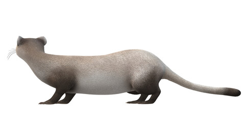 Weasel isolated on a Transparent Background