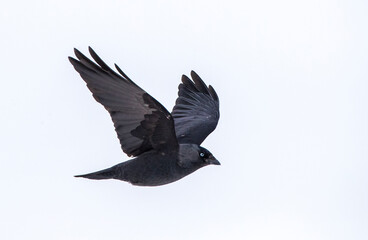 Western Jackdaw, Coloeus monedula spermologus