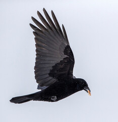Carrion Crow, Corvus corone