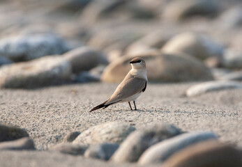 Small Pratincole, Glareola lactea