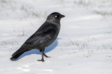 Western Jackdaw, Coloeus monedula spermologus