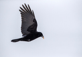 Carrion Crow, Corvus corone
