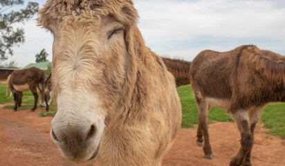 Close up of donkey with closed eyes and brown donkeys in the background on a farm.
