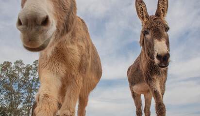 Close up of brown donkeys on a farm walking with cloudy blue sky in the background.