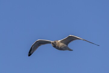Fototapeta na wymiar close up of a seagull in flight