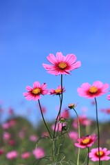 ピンク色のコスモスのお花畑(アップ)