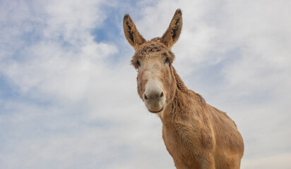 Portrait of donkey on a farm with overcast blue sky.
