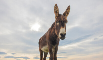 Portrait of donkey on a farm with overcast sunset sky.