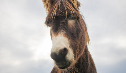 Close up portrait of a donkey on a farm with overcast sunset sky.
