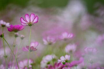 Fototapeta premium 秋桜