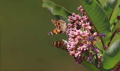 Butterflies on a blurred green background and on pink flowers get acquainted ....
