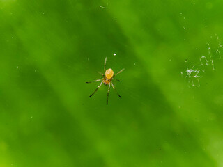 small spiders that nest on leaves