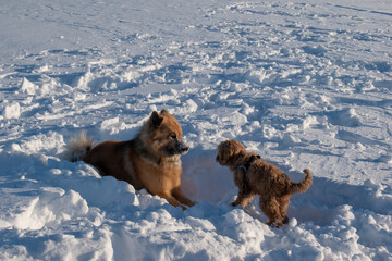 Dogs playing and running in snow. Eurasian, Labradoodle and flatcoated Retriever playing in winter.