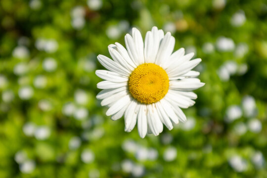 One chamomile flower on blurred green meadow, close-up. Chamomile with white petals for poster, calendar, post, screensaver, wallpaper, postcard, banner, cover, website. High quality photo