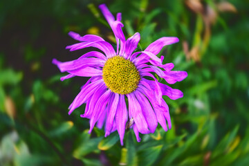Obraz premium Closeup of flower of Aster alpinus in a garden in early autumn against diffused background.