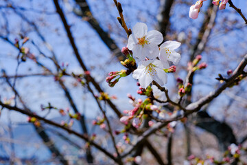桜