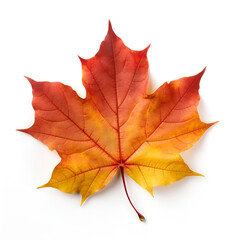Obraz premium red maple leaf