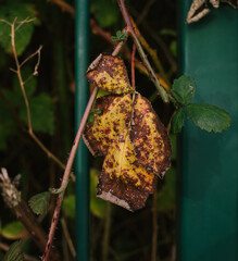 an old leaf 
