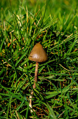 Mushroom in the grass