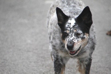animal cachorro au au - canis lupus familiaris