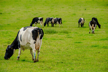 Fototapeta premium herd of cows