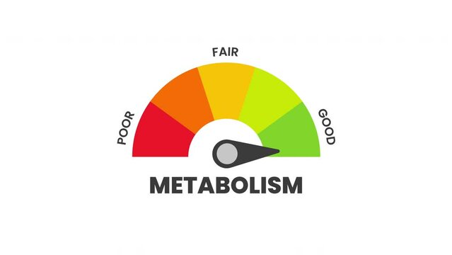 metabolism Level Measuring animation.4K motion animation.