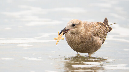 Herring Gull with Starfish