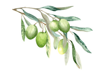 Ripe olive fruits on a branch with green leaves. Garden natural composition with exotic plants. Watercolor hand drawn illustration isolated on white background for cards, menu, label, banner.