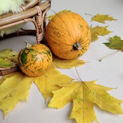 autumn still life with pumpkins