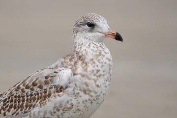 Herring Gull Portrait (immature)