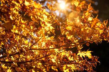 Golden Colors of Autumn with Sun Glow and Back Lighting