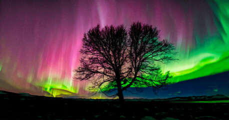 Silhouette of a tree under the aurora borealis. 