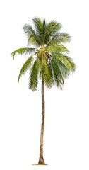 Tropical Coconut palm tree isolated on white background with clipping path.