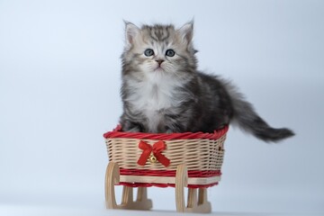Siberian kitten on a colored background on a sled