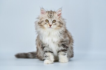 Naklejka na ściany i meble Siberian kitten on a colored background