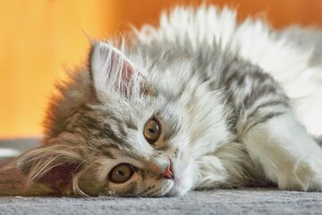 Silver Siberian cat lying down