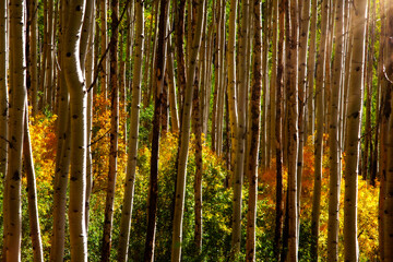 Sun Beams in the Aspen Trees of Colorado