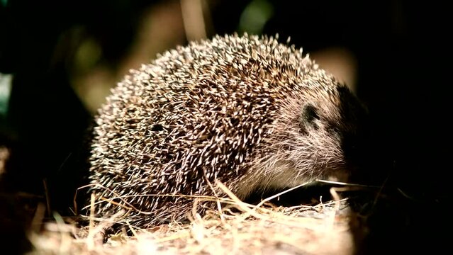 Hedgehog searching for food at night .  European hedgehog or common hedgehog wild animal life