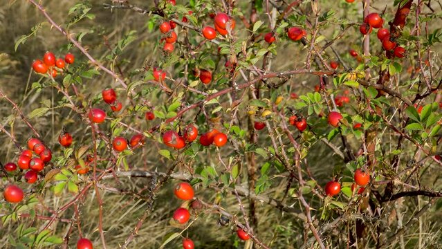 Green thorny rosehip bush with red ripe fruit. Bright red rosehip fruits.