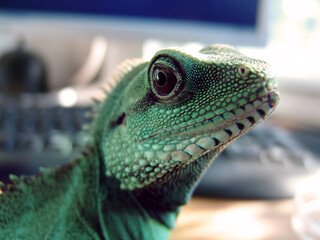Creature, looking and closeup of an iguana in a house for chameleon, exploring or on a desk. Pet, home and a lizard or tropical animal on a table for wildlife, camouflage or exotic reptile