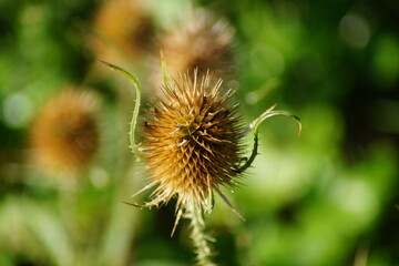 thistle autumn plant in nature
