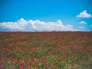 Red flower hill field with blue sky and clouds in background