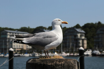 Möwe auf einem Holz Poller im Hafen von Flensburg 