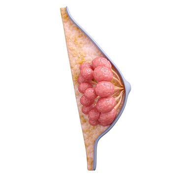 Normal breast mammary glands anatomy for breast augmentation and surgery or cancer treatment concept. 3D rendering.