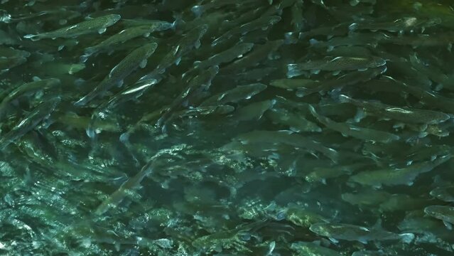 Lot of trout fish in farm pond. Breeding of trout for food industry, 4k