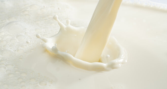 Close up splash cow milk