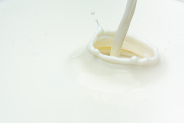 Close up splash cow milk