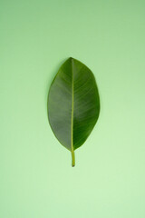 Rubber tree leaf on green background